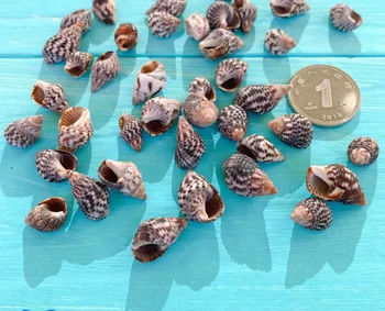 012 Náutico decoração de casa concha de mar Natural Natural pequena concha de carne micro paisagem ornamentos de vidro que desejam garrafa